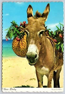 Postal Burro Nativo Soleado Caribe Flor Cesta Equus asinus Borde Cubierta - Imagen 1 de 2