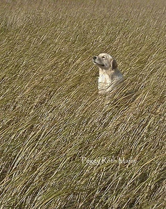 Golden Retriever Dog Lovers Fine Art Photography Greeting Cards Set/2 Free Ship - Picture 1 of 1
