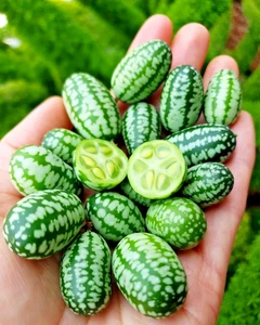 100+ Cucamelon Mexican Sour Gherkin Seedss (Melothria scabra) For Planting - Picture 1 of 9
