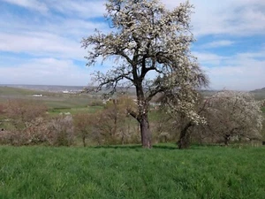 Obstwiese, Obststück, Streuobstwiese in 74245 Löwenstein - Bild 1 von 3