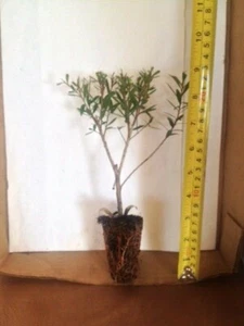 Red Cluster Bottlebrush- Live Plant - Picture 1 of 2