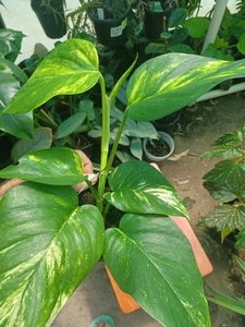 Epipremnum aureum Hawaiian Giant Golden Pothos Hard To Get Up To 80cm Leaves - Bild 1 von 4