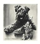 Kerry Blue Terrier - CUSTOM MATTED - Dog Art Print - Morgan Dennis