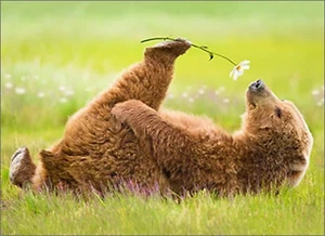 Birthday Greeting Card - Bear Smells Flower - Love - Picture 1 of 2