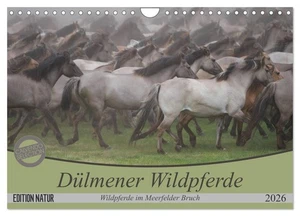 Dülmener Wildpferde - Wildpferde im Meerfelder Bruch (Wandkalender 2026 DIN A4 q - Bild 1 von 12