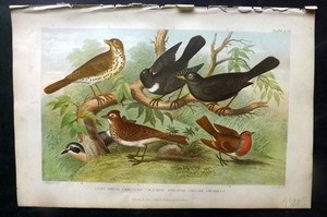 Goldsmith 1876 Antique Bird Print. Song Thrush, Ring-Ouzel, Blackbird, Robin 26