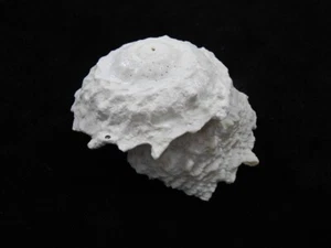 Sea Shell Astraea phoebia 59 mm ID #7119 - Imagen 1 de 4