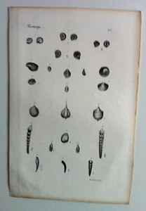 Coquillages GRAVURE Botanique XIXème - Picture 1 of 1