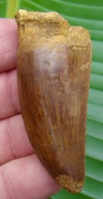AFRICAN T-REX   Carcharodontosaurus Dinosaur Tooth - 2.60 in. - REAL DINO FOSSIL