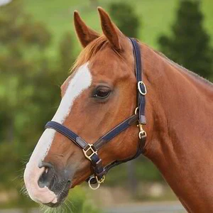 Kincade Braided Leather Headcollar - Navy - Picture 1 of 3