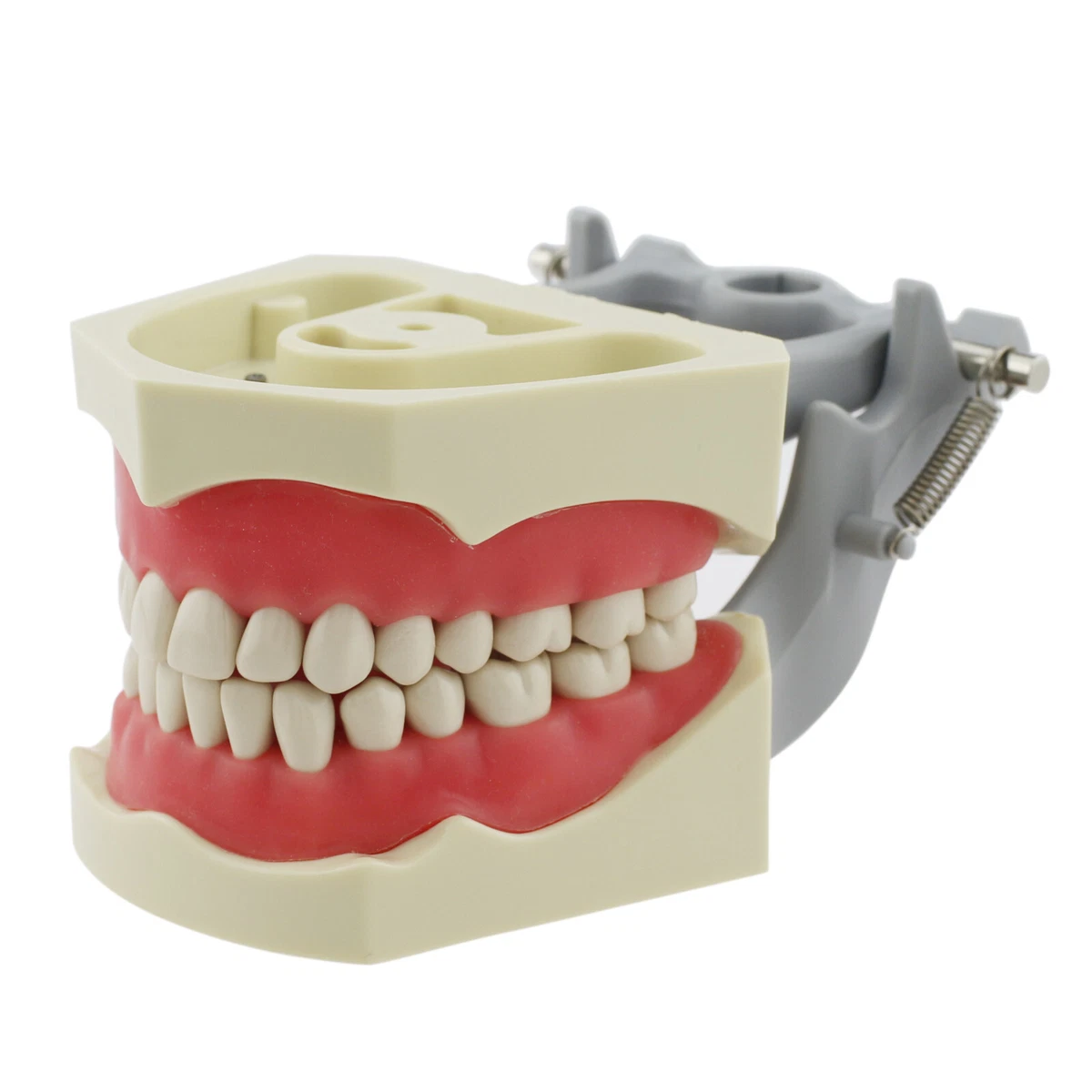Tipodonto Con Dientes Extraíbles | Modelo Dental Encía Suave