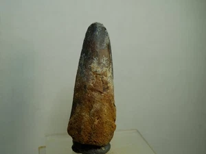 Spinosaurus Zahn, original Dinosaurier Zahn, 5,8cm / Dinosaur tooth, fossil - Bild 1 von 4