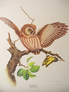 "Saw Whet Owl" Signed Limited Edition Print by Jim Oliver - Picture 1 of 12
