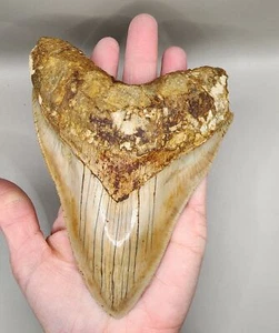 Toller Sammlerzahn - Bild 1 von 4