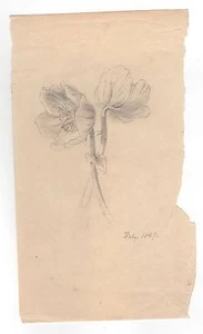 Mary Priscilla Wilson Smith Pencil Flower Study February 1869 - Picture 1 of 1