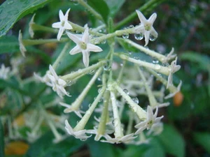 Night Queen Absolute, Cestrum nocturnum, Pure Flower Extract, Perfume, Perfumery - Picture 1 of 15
