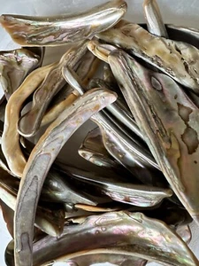 6x Abalone Felgen Silver Shell XL 2-3 Zoll Reiki Healing Seashell - Bild 1 von 7