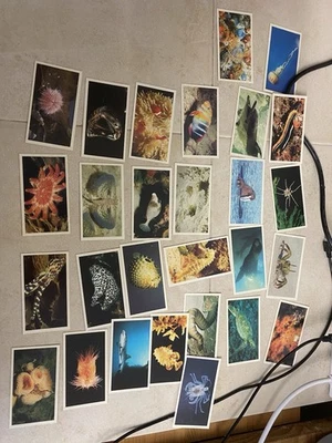 Doncella The Living Ocean Cigarette Cards - Image 1 of 4