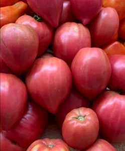 Tomato Mix OXHEART Sauce Canning Heirloom Indeterminate Non-GMO 100 Seeds! - Picture 1 of 7