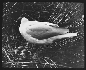 ANTIKES magisches Laternendia SCHWARZKOPFMÖWE AUF NEST UM 1910 FOTO MEERESVÖGEL   - Bild 1 von 3