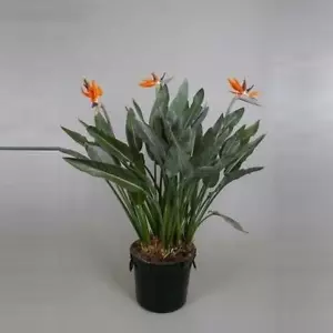 Strelitzia reginae Paradiesvogelblume - Königs-Strelitzie - Papageienblume - Bild 1 von 7