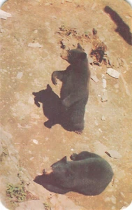 Oso de mamá y papá, osos negros, postal vintage - Imagen 1 de 2