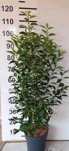6 Portuguese Laurel Evergreen Hedging Shrubs 80-100cm Fast Growth 5 Litre Pots - Picture 1 of 4