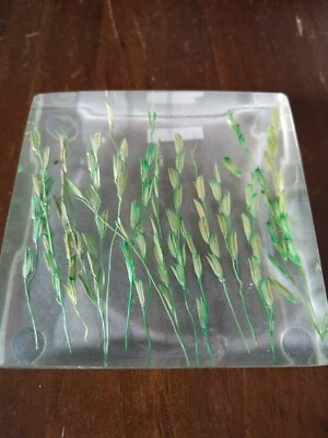 Resina com talos de arroz verde saboneteira moldada à mão na Tailândia - Imagem 1 de 3