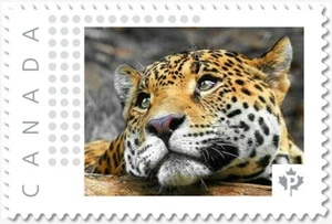  LEOPARD = RESTING WILD CAT Picture Postage stamp MNH Canada 2018[p18-06sn13] - Picture 1 of 2