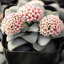 Silver Springtime Live Succulent Plant Real Fully Rooted Home Garden 2" Pot