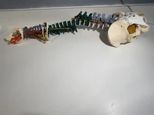 Life Size Muscle Vertebra Spine Human Medical Model Anatomy Column Skeletal