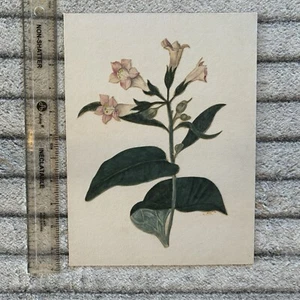 Textured Vintage Botanical Cutout – Delicate Pink Flowers on White - Wall Art - Picture 1 of 4