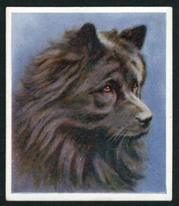 CHOW CHOW GODFREY PHILLIPS OUR DOGS SERIES 1939 DOG CIGARETTE CARD #28 - Picture 1 of 2
