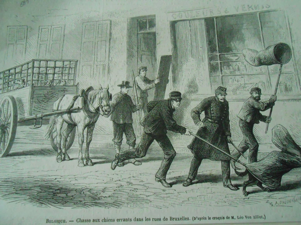 Gravure 1868 - Belgique chasse aux chiens errants dans les rues de Bruxelles - Photo 1/1