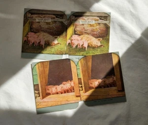 Lot of 2 Stereoview Piglets on Farm "Hungry Crowd" "Warm Meals" Victorian c1850s - Picture 1 of 8