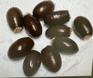 10 Sweet Lychee Seeds, Air Dried And Sanitized For Growing - Picture 1 of 1