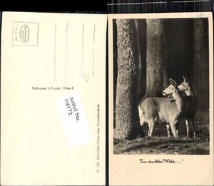 116172,Im Dunklen Wald Rehe Kitzbock Jagd Hirschkühe  - Picture 1 of 1