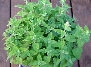 Catnip Seeds- Organic- Your cat will love you- 400+ 2021 Seeds Grown in '20 - Picture 1 of 1