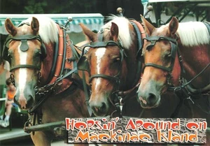 Postcard Horses Carriage MI Mackinac Island Animal Driver Continental 6x4 - Picture 1 of 2