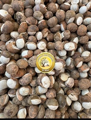 Lumache Con La Panna MP Helix Aperta Escargot Moniceddre 1 Kg - Immagine 1 di 3