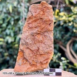 Fossil brittle stars (ophiura) - ordovician draa valley morocco - genuine - Picture 1 of 1