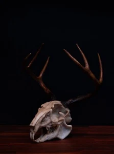 Calavera Jackalope - tamaño natural - pieza de alta calidad - envío gratuito - Imagen 1 de 8