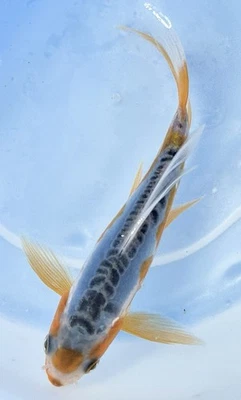 4-6” Shusui Butterfly Live Koi Fish #238 Wow What A Beautiful Example! - Image 1 of 2