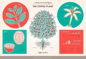 SCAA Anatomy of a Coffee Plant Poster - Picture 1 of 2