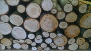 Cherry Wood Logs 12"long BBQ/Grilling/Wood Smoking! Arts/Crafts13lbs-16lbs - Picture 1 of 1