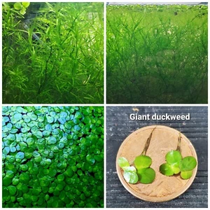 Guppy Grass + Giant Duckweed Fry Lovers Floating Plant Combo Indoor Grown - Picture 1 of 12