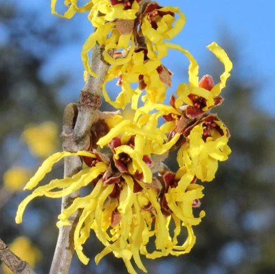 Witch Hazel Arnolds Promise XXXL 5Lt Large Pot Flowering Deciduous Shrub Tree - Image 1 of 4