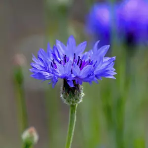 Centaurea cyanus (Blue Cornflower) FRESH SEEDS | Spring-Summer Garden Flowers UK - Picture 1 of 5