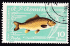 Carp (Cyprinus carpio carpio) stamp