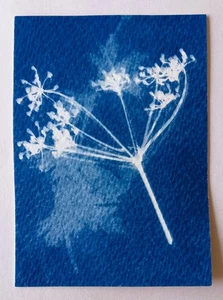 Original signed ACEO Collectors Art. Cyantype Floral 1/12 - Picture 1 of 2